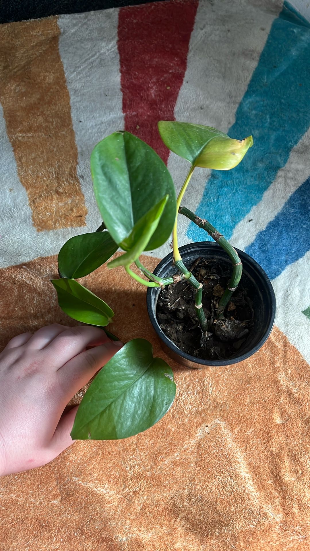 Pothos Plant