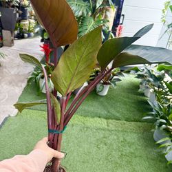 Plants (4”pot🌿Philodendron Red congo $10)