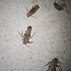 Fumigadores