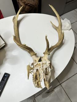 Deer Horns