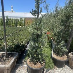 Podocarpus Icee Blue