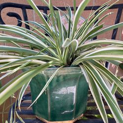 Spider Plant In Ceramic Green Pot 