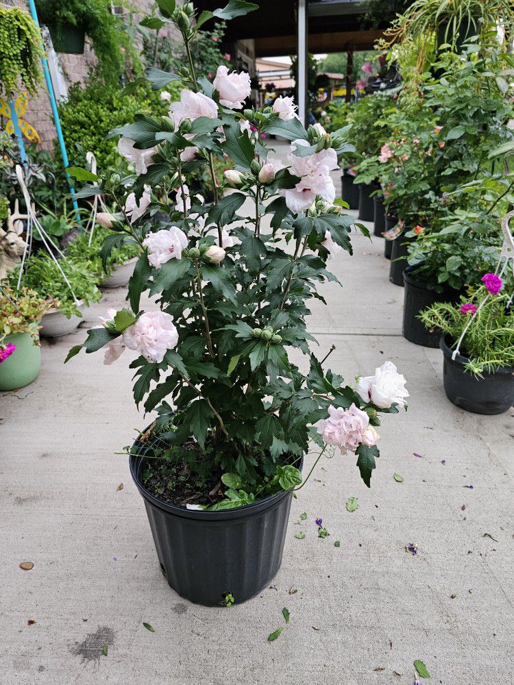 Sharon of Rose PLANTS ARRIVE, BEAUTIFUL AND HEALTHY. $29 EACH