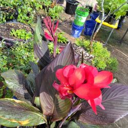 Red Canna Lily 
