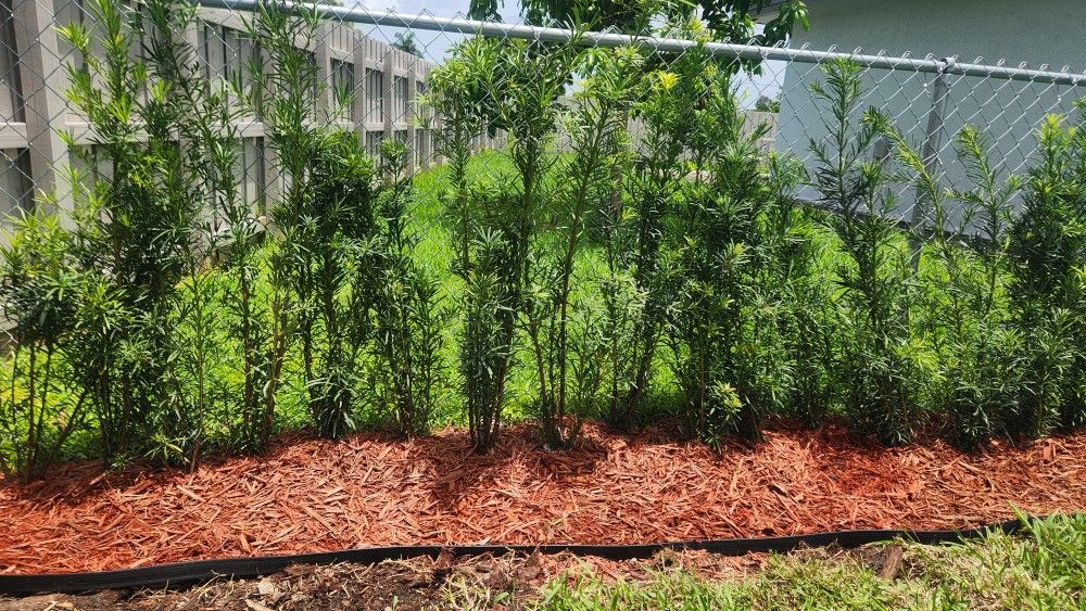 Beautiful Podocarpus Plants For Privacy!! 3 Feet Tall! Fertilized