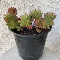 1 Gallon Pot Succulent Plant - Sedum Rubrotinctum - Sedum Aurora Pink Jelly Bean - Rooted & Established - Drought Resistant - 🪴 