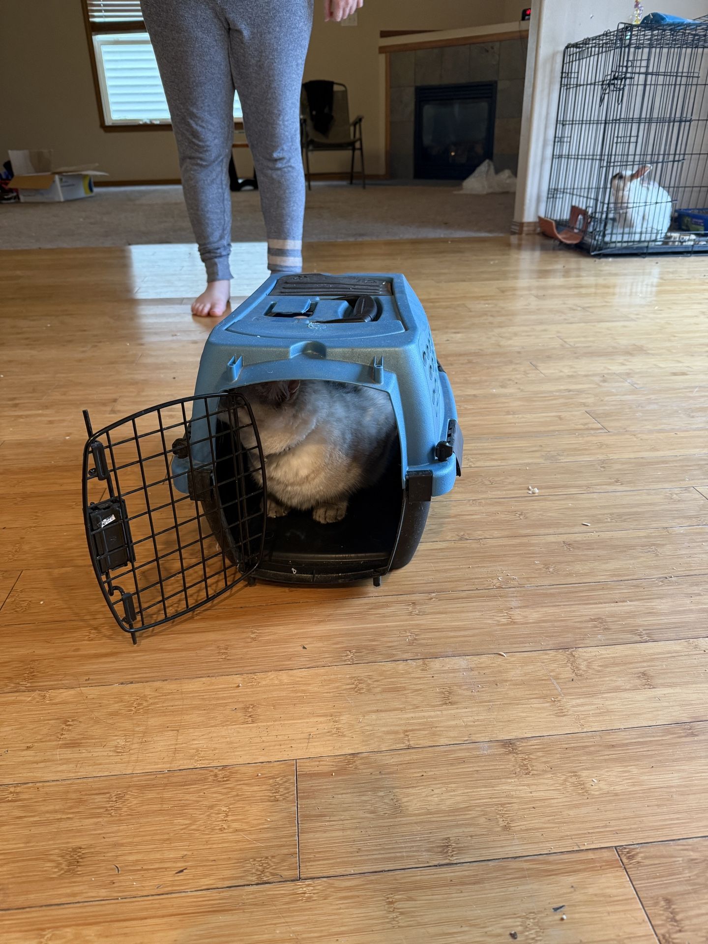 Small Animal Carrier 