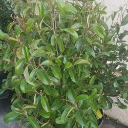 Jamaican Caper Bush, Live 