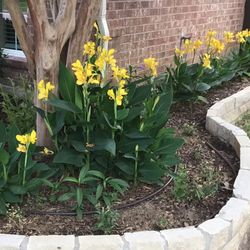 FREE Canna Lilies, Yellow