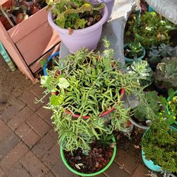 Succulents 