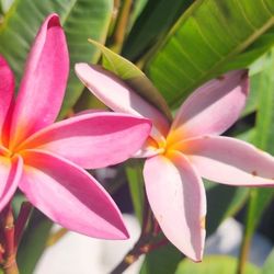 Plumeria