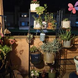 Plants Sold Together Or Separately 