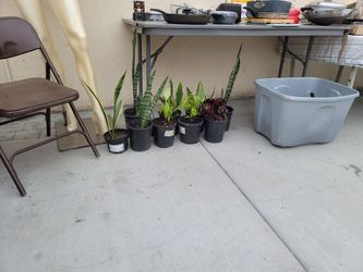 Plants 