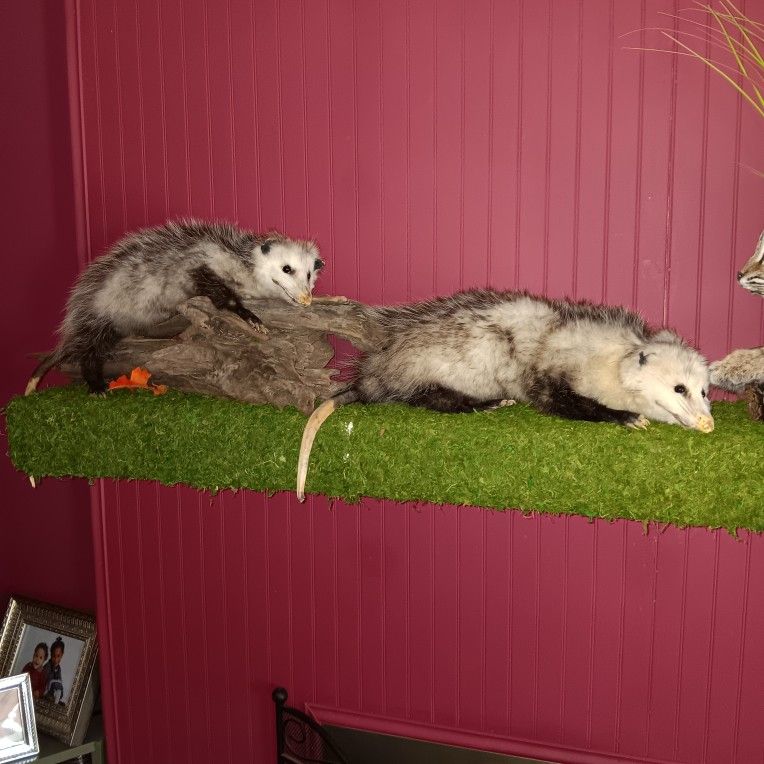 Soft Mount Opossum Taxidermy