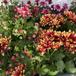 Chrysanthemum Geraniums Ruda Rosemary Oregano 4$ Each