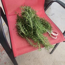 Fresh Cut Rosemary