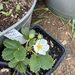 Strawberry Plant 