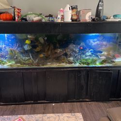 Fish Tank 235g