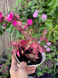 4 rooted plants blood leaf Iresine in 6” pot; 95820