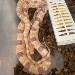 Snake