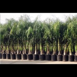 Queen Palm Trees 🌴 15 Gallon 8ft 10 Ft Tall