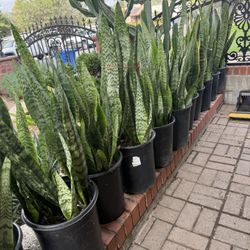 Tons Of Snake Plants In A 5 Gallons Pot