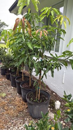 Mago trees 15-g 5’ tall