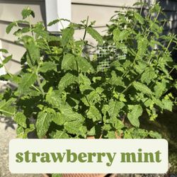 Organic Mature Strawberry Mint Plant Garden (12” width, 12” stems) - Pot Not Included