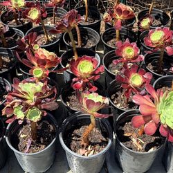 Aeonium Black Rose Succulent Plants One-Gallon $2 Each