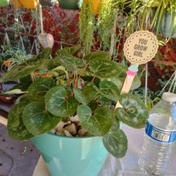 Regalo San Valentín