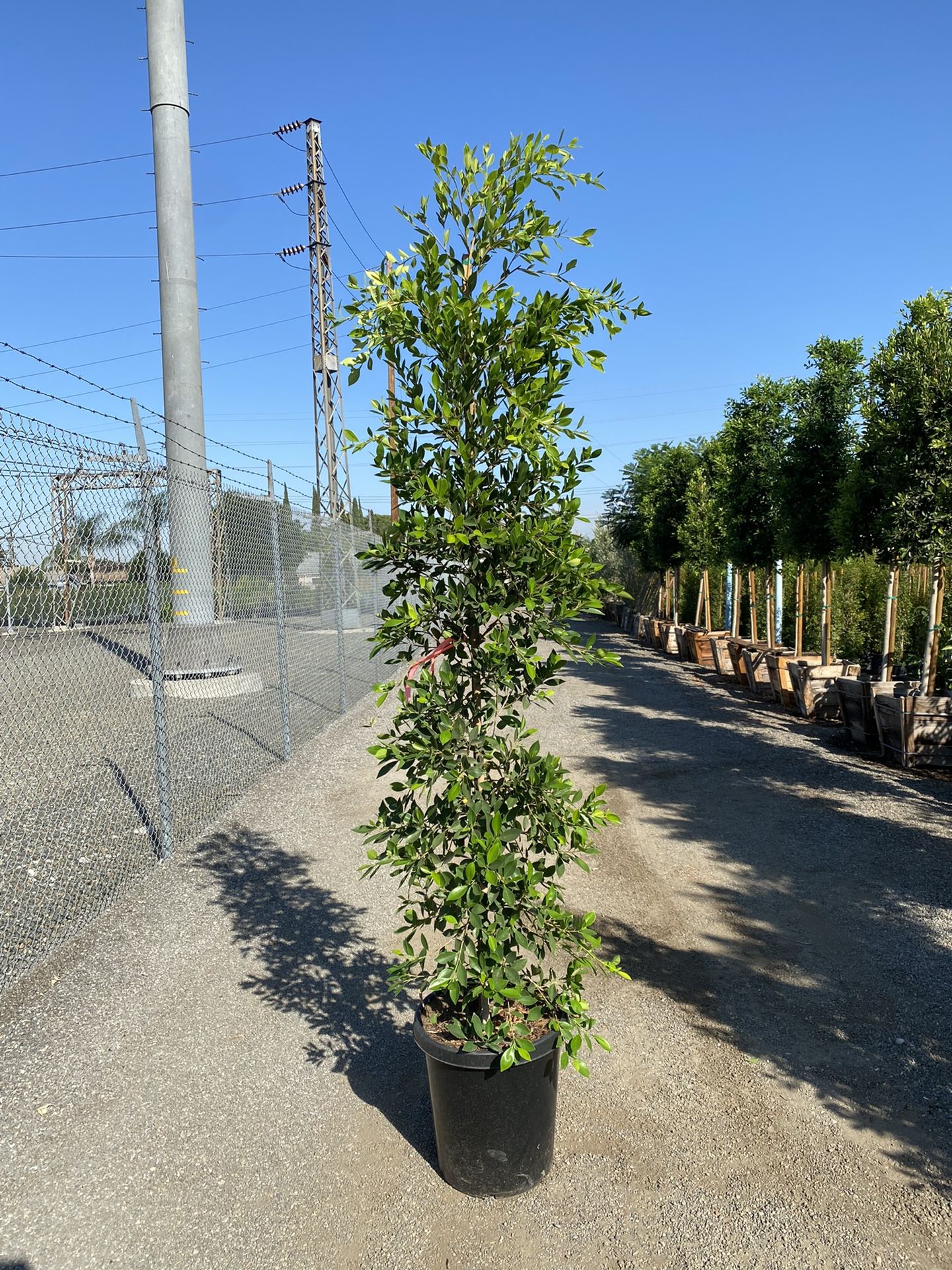 Ficus Nitida Privacy Hedge