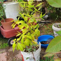 Avocado And Bamboo Trees 