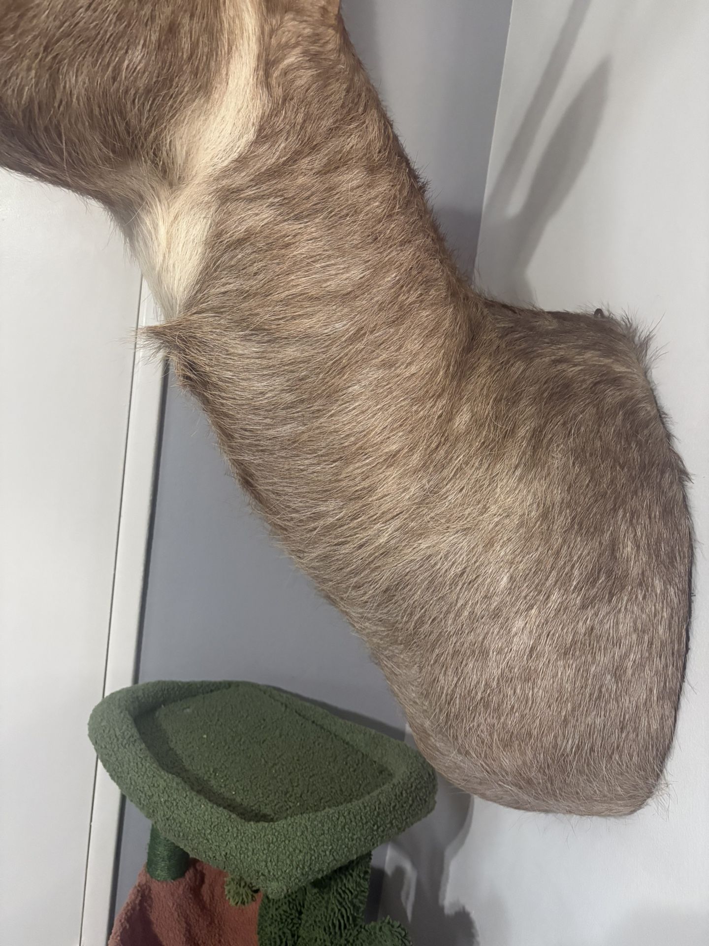 African Waterbuck Head Mount Taxidermy