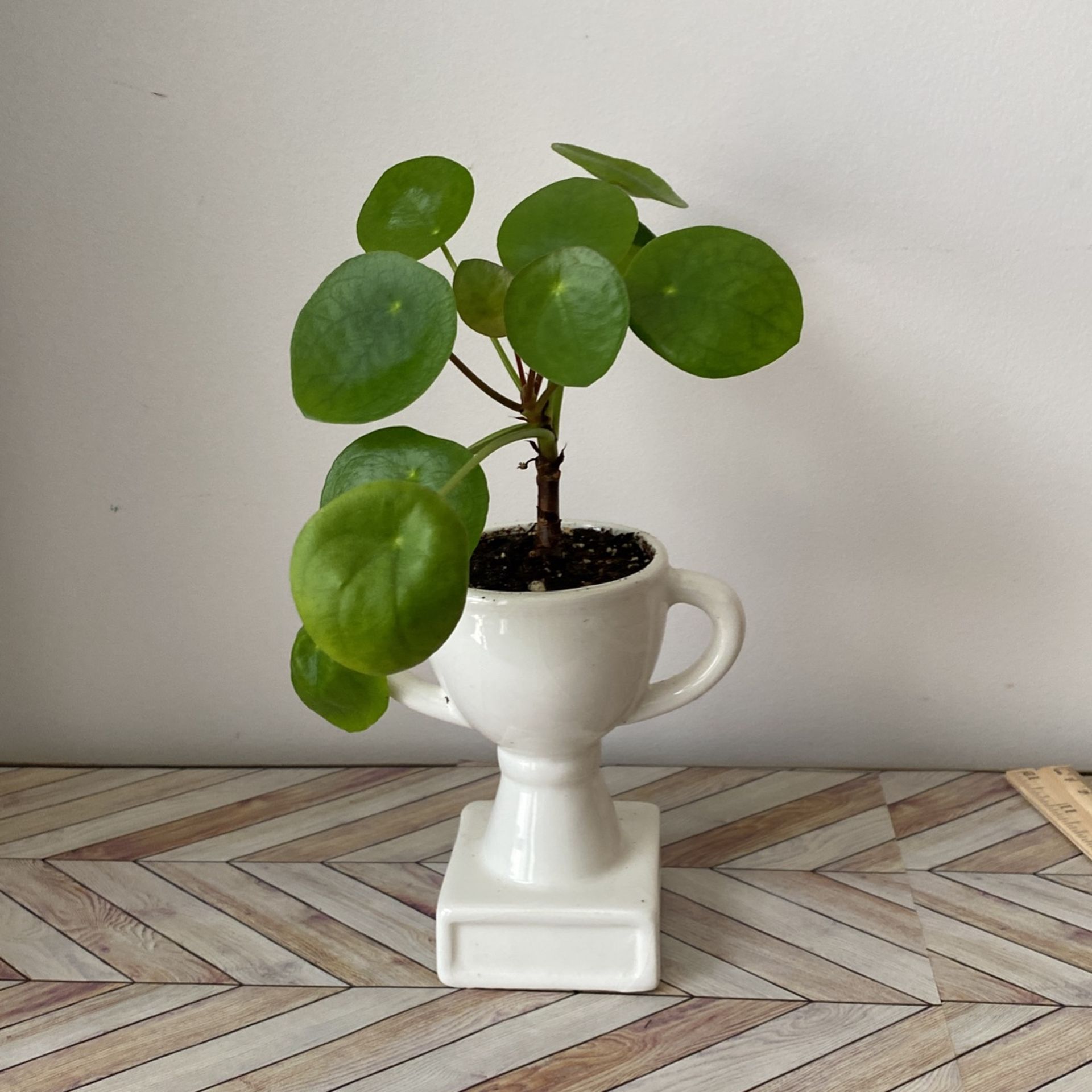 Money Plant Pilea Sale!