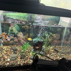 20 Gallon Aquarium 