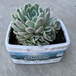 Succulent