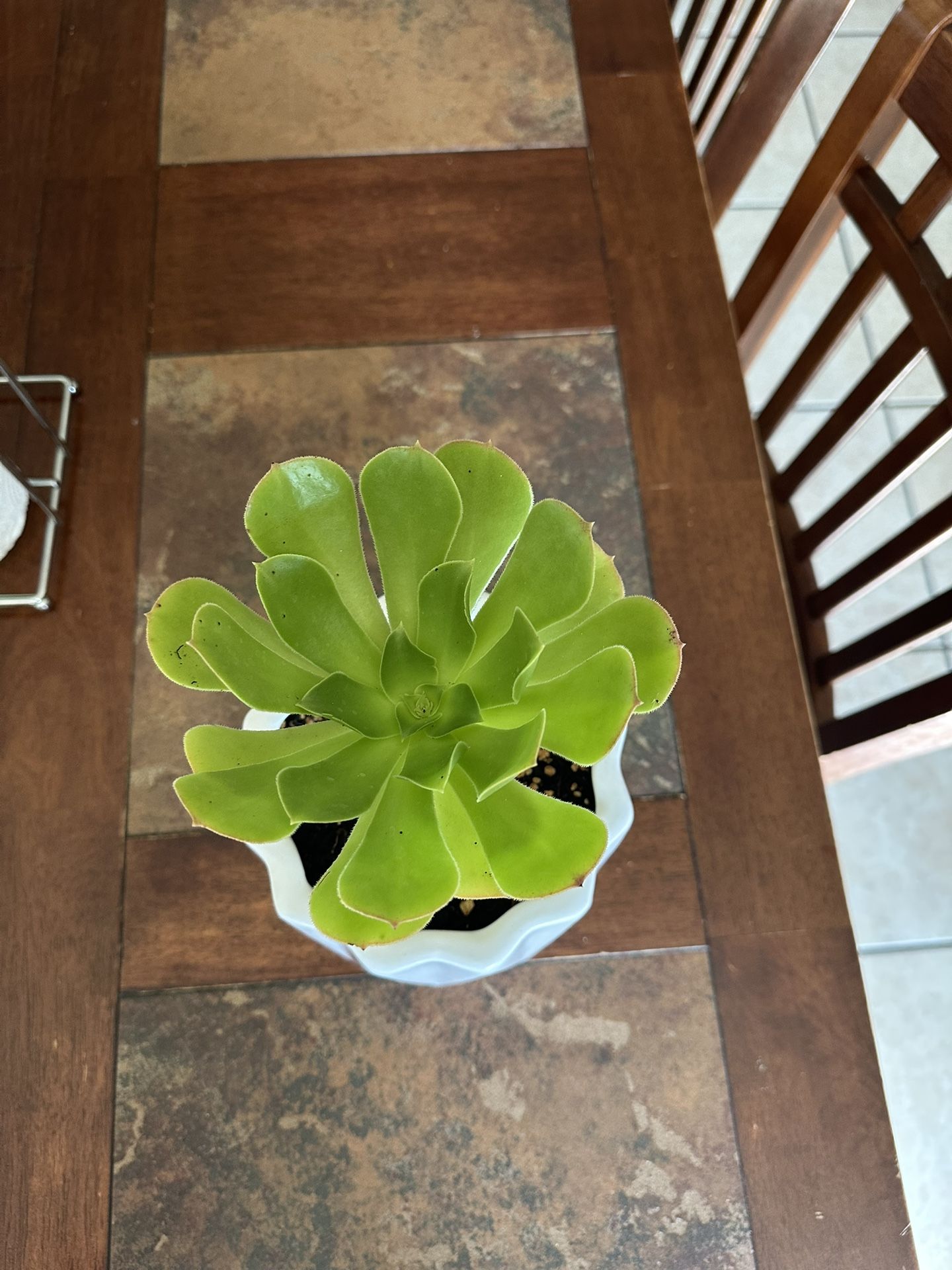 Plants for Sale 
