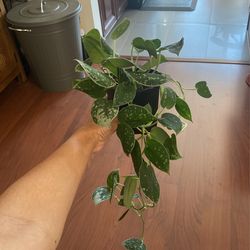 Satin pothos