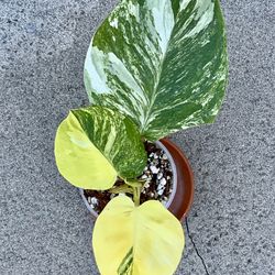 Philodendron White Wizard Tricolor Variegated