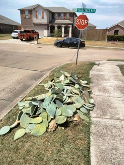 FREE Fresh Cut Cactus Clippings