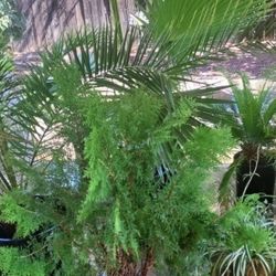 All Plants Sago Palm Trees For Sale