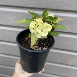 Crown Of Thorns In One Gallon Pot Big Flower 