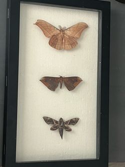 Moth Assortment
