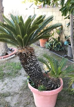 Palm tree