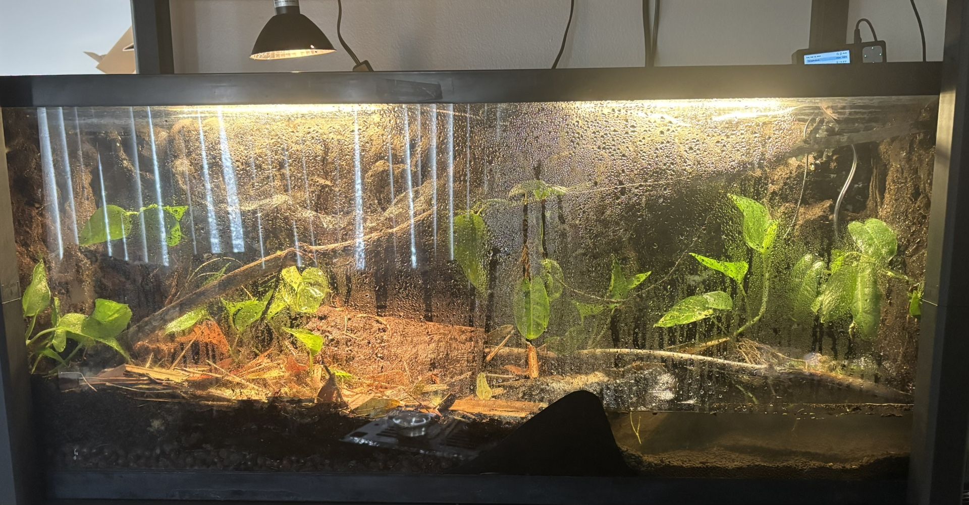 Custom Terrariums