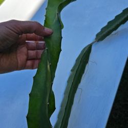 Red flesh dragon fruit cuttings, Easy To root