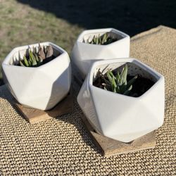 Three Aloe Plants In Mini Flower Pots 