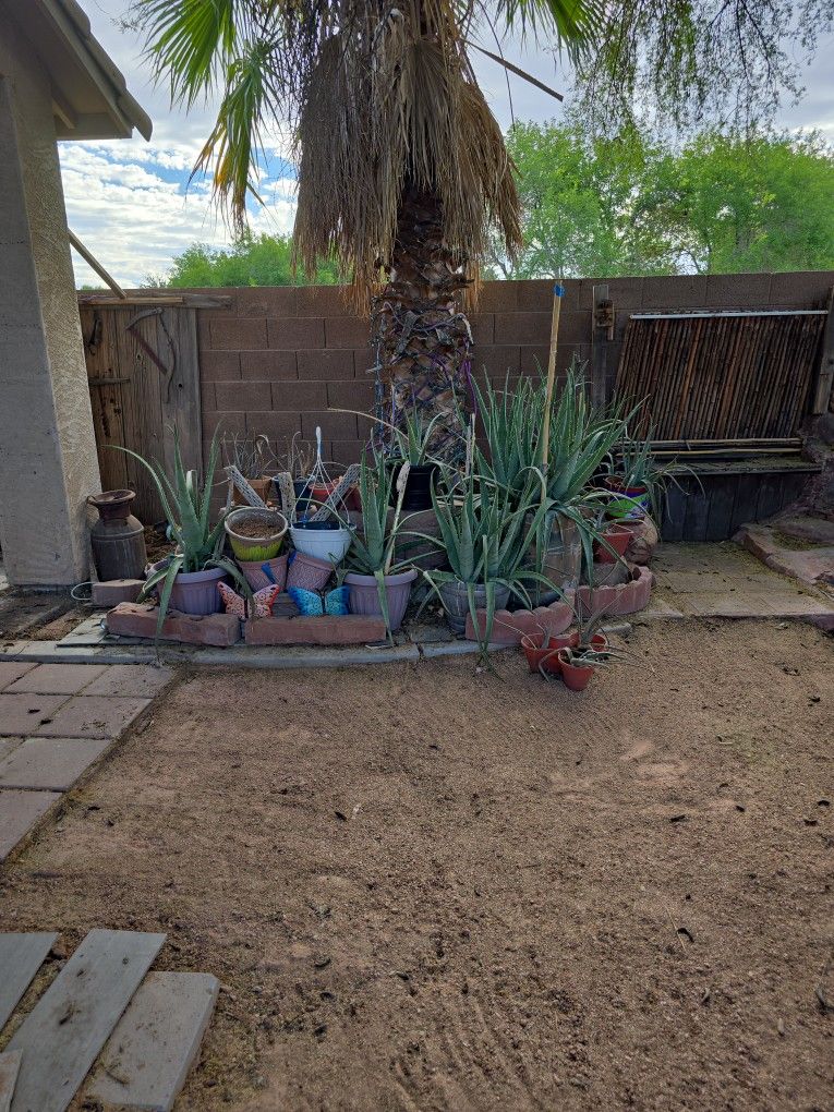 Aloe And Bamboo