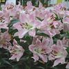 Lily