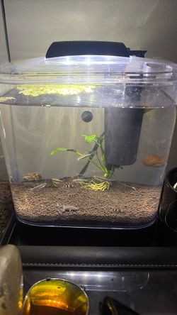 Aquarium Light